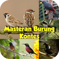 Masteran Burung Kontes icon
