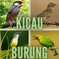 Kicau Burung Lengkap icon