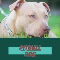 Pitbull Images icon