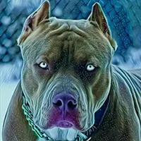 Pitbul Wallpapers HD icon