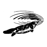 Platypus Monitoring Network icon