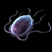 Human Parasitology Flashcard icon