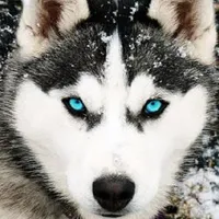 Husky Dog Wallpaper HD icon