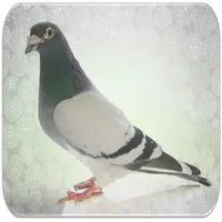 Pigeon sounds icon