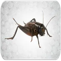 Crickets sounds icon