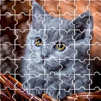 Puzzle Cute Kittens icon