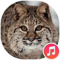 Bobcat Sounds icon