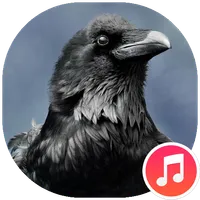 Crow Sounds icon