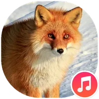 Fox Sounds icon