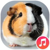 Guinea Pig Sounds icon