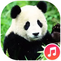 Panda Sounds icon