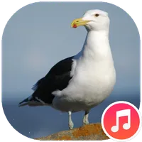 Seagull Sounds icon