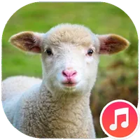 Sheep Sounds icon