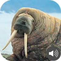 Walrus Sounds icon