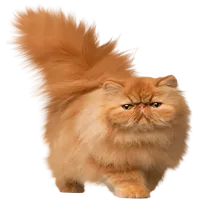 The Fickle Cat icon