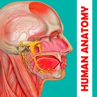 Human Anatomy Learning- Health icon