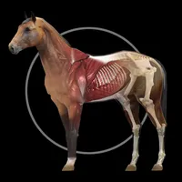 Horse Anatomy: Equine 3D icon