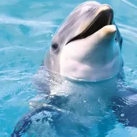Soothing Dolphin Sounds icon