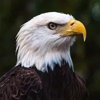 Bald Eagle Sounds icon