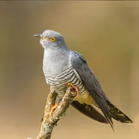 Cuckoo Bird Sounds icon