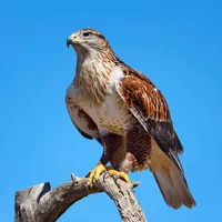 Hawk Sounds icon