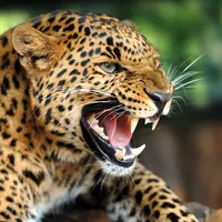 Leopard Sounds icon