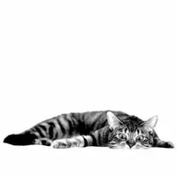 Cat Wallpaper icon