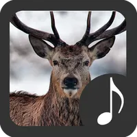 Deer Sounds icon