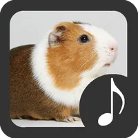 Guinea Pig Sounds icon