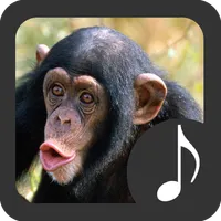 Monkey Sounds icon