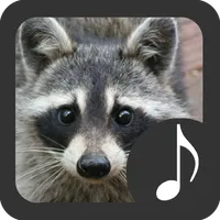 Raccoon Sounds icon