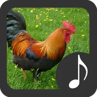 Rooster Sounds icon