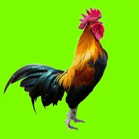 Rooster crowing real sound icon