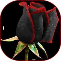 Colorful Flowers in 4K, New Ro icon