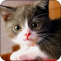 Lovely Cats Theme icon