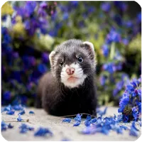 Hurones bonitos animales icon