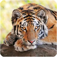 Tigres fondo de pantalla icon