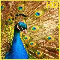 Beautiful Peacock Wallpaper icon