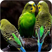 Budgie Bird Wallpaper icon