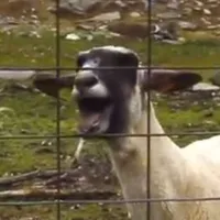 Screaming Sheep icon