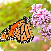 Wild Butterfly Live Wallpaper icon