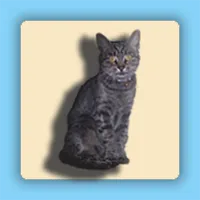 Cat Clock icon
