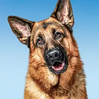 Hudson & Rex: Rex at Home icon