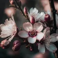 Blossom Cherry Wallpaper icon