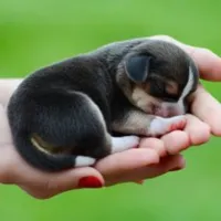 Cute Puppy Wallpapers icon