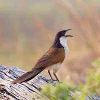 Greater Coucal Sounds icon