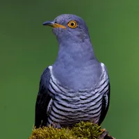 Cuckoo Bird Sounds icon