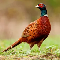 Pheasant Sounds icon