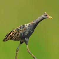 Watercock Sounds icon