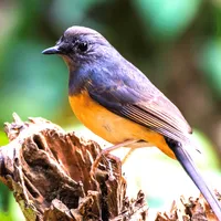 White-rumped Shama Sounds icon